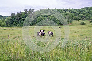 Oreo cows I believe Buelingo foraging and living in the beautiful rolling hills driftless amish area of Western Wisconsin