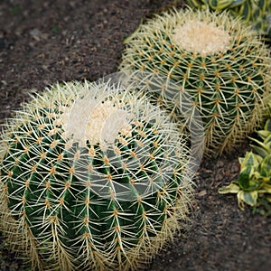 Oreocereus cactus; spiny and beautiful; needle sharp spikes.