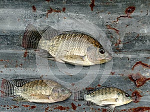 Oreochromis mossambicus