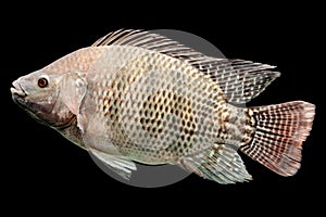Oreochromis Mossambicus Tilapia Fish