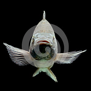 Oreochromis Mossambicus Tilapia Fish