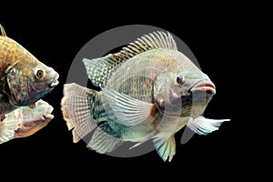 Oreochromis Mossambicus Tilapia Fish