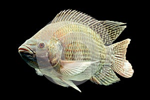 Oreochromis Mossambicus Tilapia Fish photo