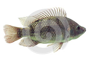 Oreochromis Mossambicus Tilapia Fish photo