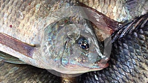 Oreochromis niloticus fish in blue basket