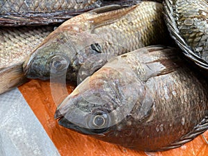 Oreochromis niloticus fish in market