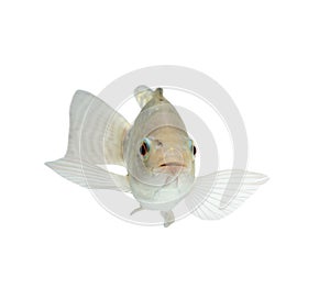 Oreochromis niloticus ,Fresh raw fish isolated on white background with clipping path