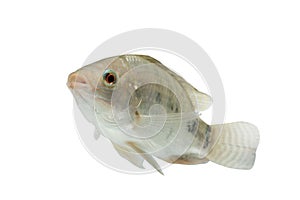 Oreochromis niloticus ,Fresh raw fish isolated on white background with clipping path