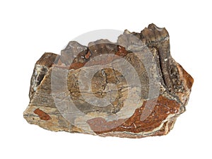 Oreodont jaw fragment, Merycoidodon sp, from South Dakota, USA cECP 2019
