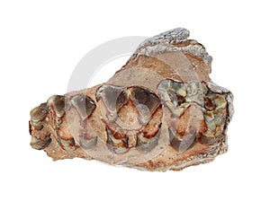 Oreodont teeth in stone, Merycoidodon sp, from South Dakota, USA cECP 2019