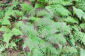 Oreopteris limbosperma is a species of european fern