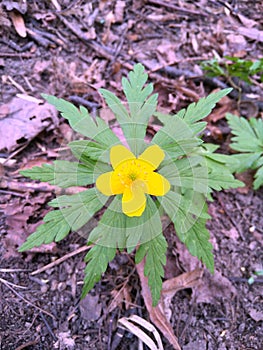 orest, yellow flower and greenery