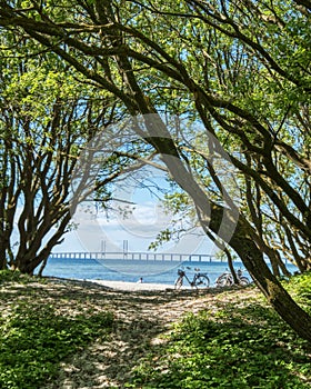 Oresund bridge or Oresundsbron blurred in the Baltic sea among tree tops as a trail leads to Klagsham beach with bicycles photo