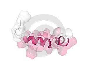 Solution structure of human hormone orexin-B photo