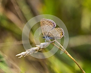 Old Eastern-tailed Blue