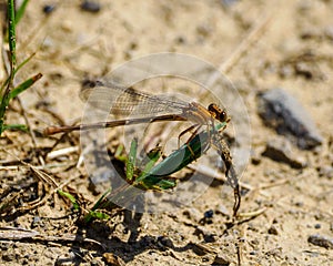 Blue-fronted Damselfly