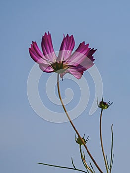 Pink Cosmos