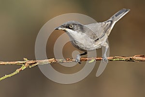 Orfea`s Warbler Sylvia hortensis posing on its perch