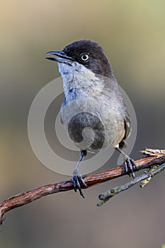 Orfea Warbler Sylvia hortensis portrait.