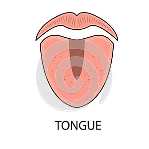 An organ that functions as a taste bud. The sense of taste in the human tongue. Sweet, spicy, salty, bitter