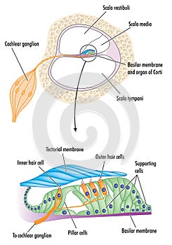 Organ of Corti in the ear