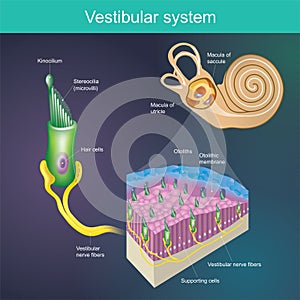 An organ that determines the body`s balance. And the direction of the body. .Vestibular system It is part of the mammal`s hearin