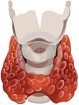 Organ of the human body thyroid gland photo