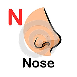 Organ of human smell, nose