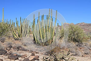Organ Pipe Cacti in the Sonoran Desert Wilderness of Southern Arizona