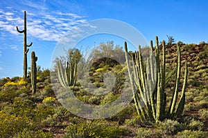 Organ Pipe Cactus