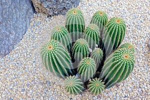 Organ-pipe cactus