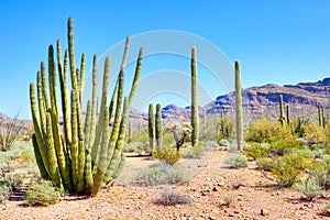 Organ Pipe Cactus