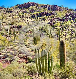 Organ Pipe Cactus