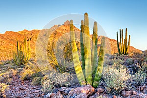 Organ Pipe Cactus