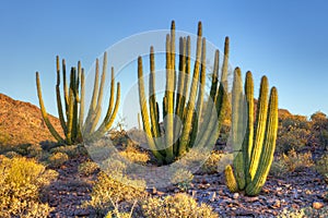 Organ Pipe Cactus