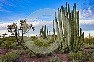 Organ Pipe Cactus