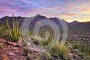 Organ Pipe Cactus