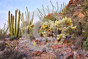 Organ Pipe Cactus