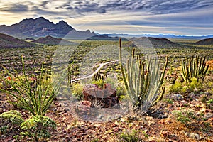 Organ Pipe Cactus