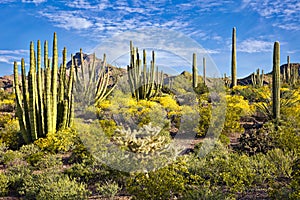 Organ Pipe Cactus