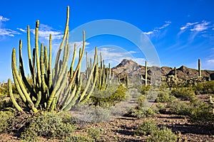 Organ Pipe Cactus