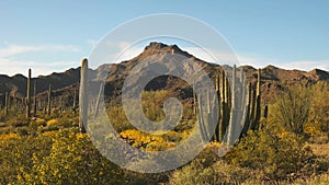 Organ pipe cactus and ajo mnts in arizona, usa