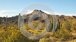 Organ pipe cactus and ajo mnts in arizona, usa photo