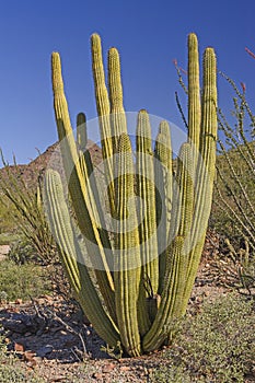 Organ Pipe Cactus in the Desert