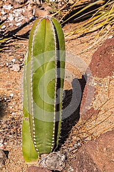 Organ Pipe Cactus in Desert Garden