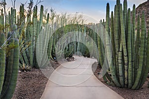 Organ Pipe Cactus Forest