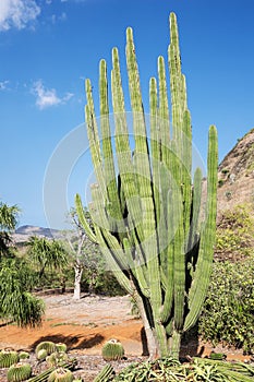 Organ Pipe Cactus in the Koko Crater Botanical Garden