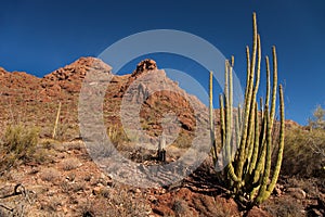 Organ Pipe Cactus landscape