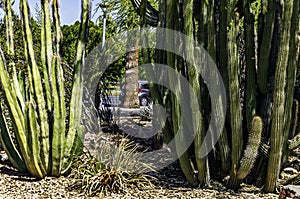 This Organ Pipe Cactus is located in Tempe, Arizona