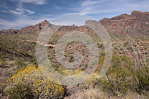 Organ Pipe Cactus N.M., Arizona, USA